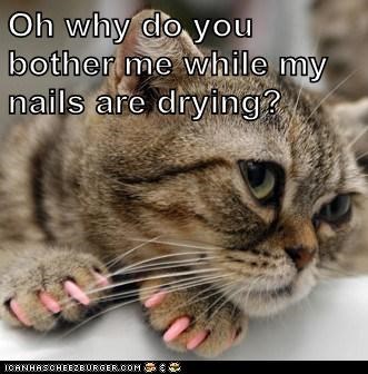Pamper Your Kitteh!