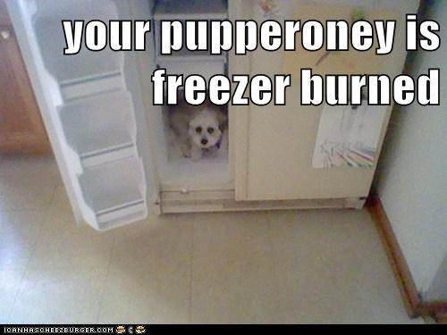 your pupperoney is freezer burned