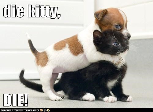 die kitty,  DIE!