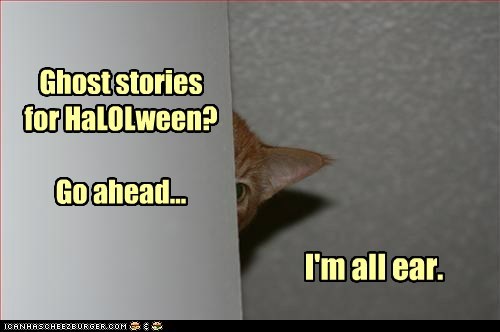 Juss wun moar skaerdee kat.