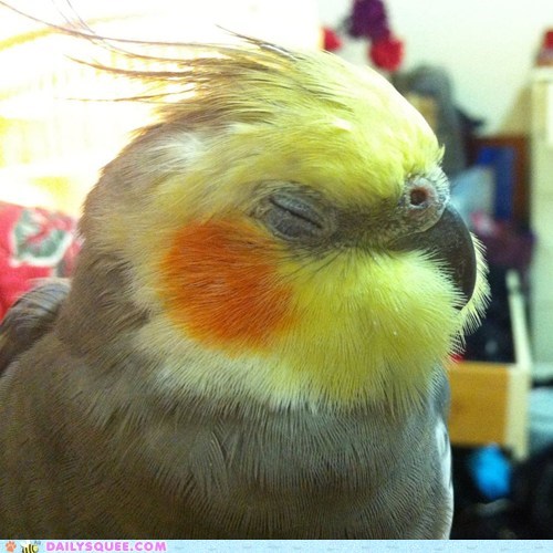 Reader Squee: Fluff-Chops
