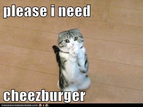 please i need  cheezburger