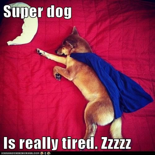 Super dog  Is really tired. Zzzzz