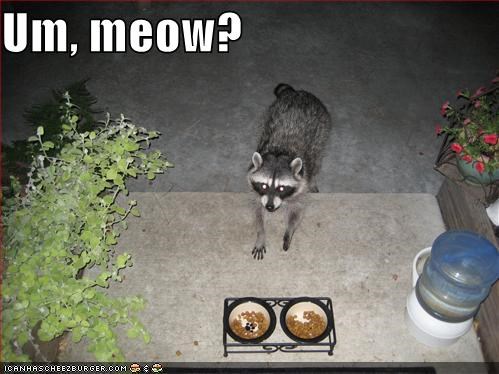 Um, meow?