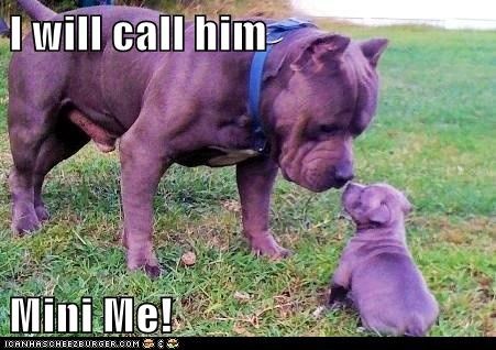 I will call him  Mini Me!
