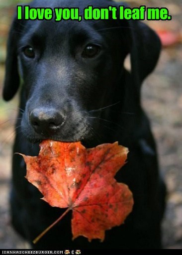 Don't leaf me