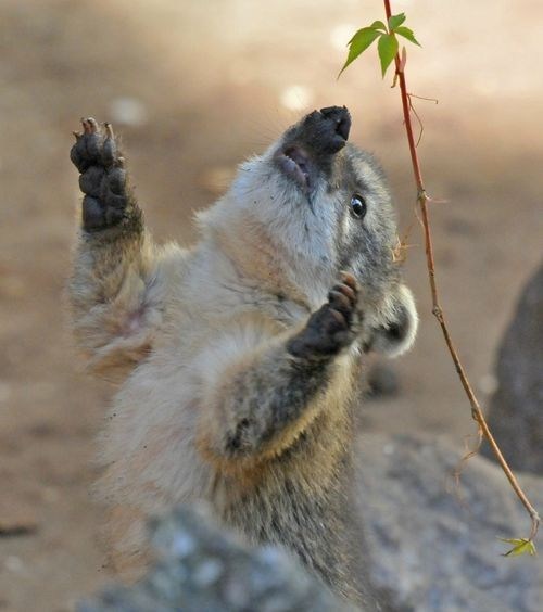 Squee Spree: Coati Wins! 