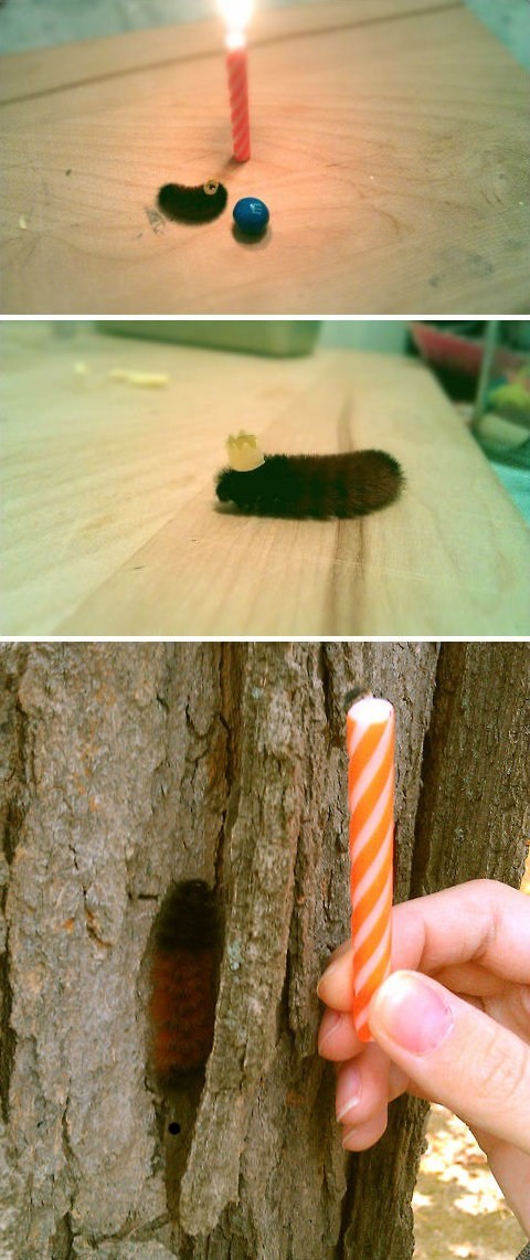 Caterpillar Birthday Party
