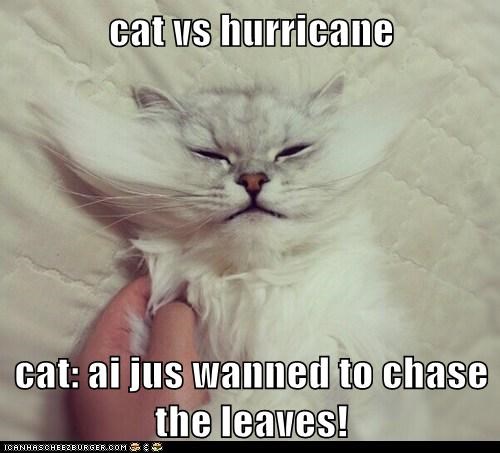 cat vs hurricane  cat: ai jus wanned to chase the leaves!