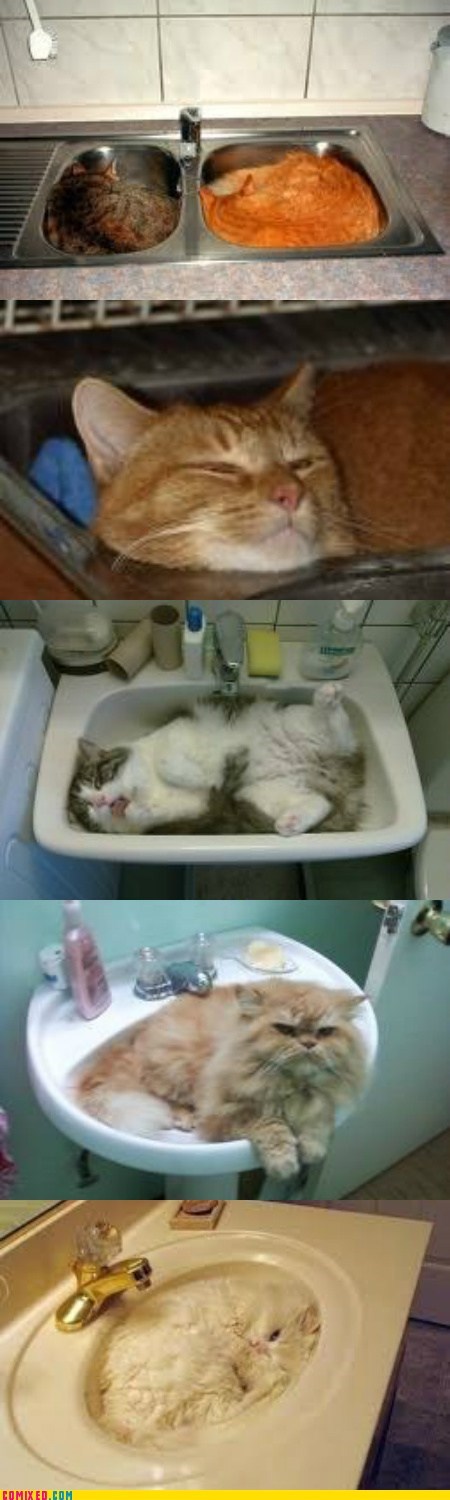 Sorry, This Sink Is Taken...