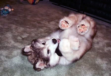 Cyoot Puppy ob teh Day: Rolly Polly 