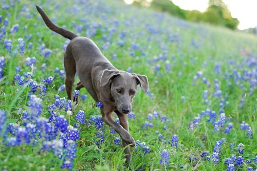 Goggie ob teh Week: Blue Bonnets 