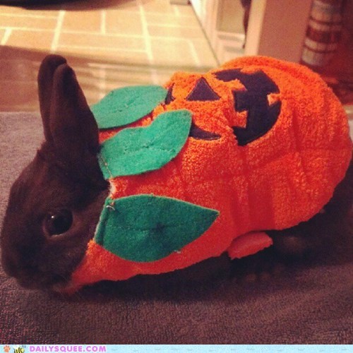 Reader Squee: Jack-o-bunny!