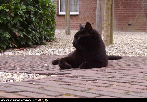 Nero keeps an eye on "things"... (20090729)