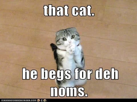 that cat.   he begs for deh noms.