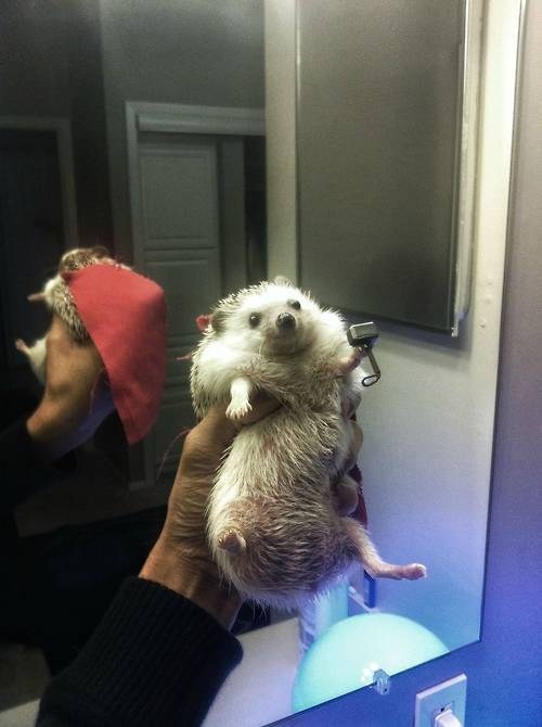 Thor, Hedgehog Of Thunder