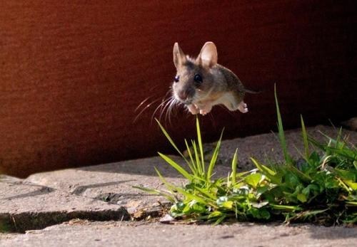 Hover Mouse 