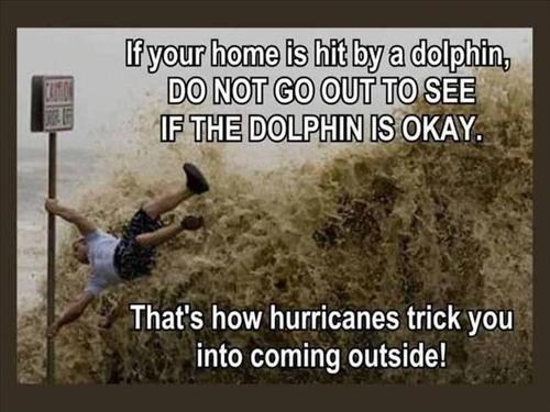 This Hurricane is Dolphin Safe