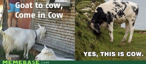How Animals Communicate 