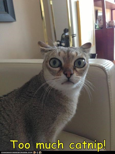 Too much catnip!