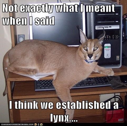 Not exactly what I meant when I said  I think we established a lynx....