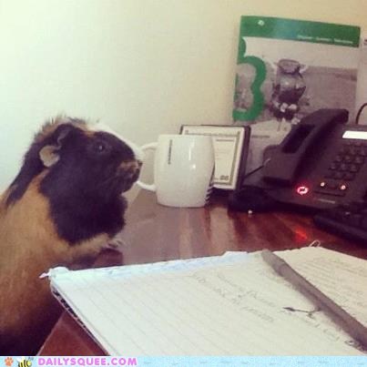Reader Squee: Business Pig