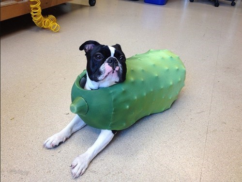 Pickle Dog 