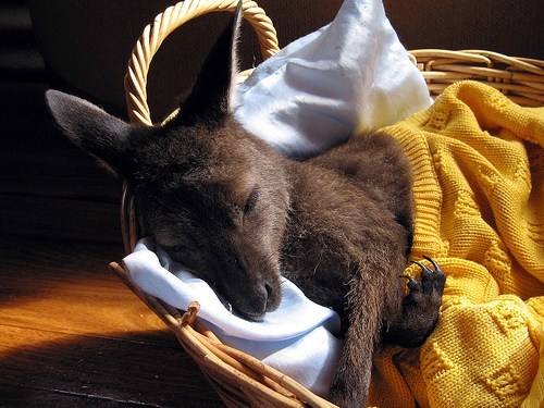 Kangaroo Gift Basket 