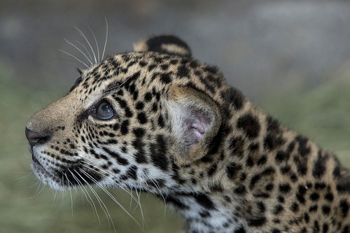 Big Jaguar Eyes 