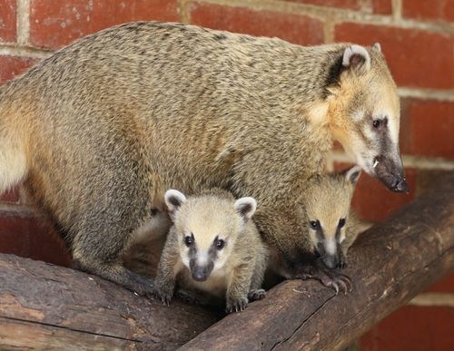 Squee Spree: Mama Coati 