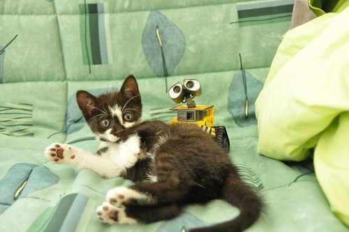 Cyoot Kitteh of teh Day: Don't Turn Around ('Cuz You're Gonna See Wall-E Peekin')