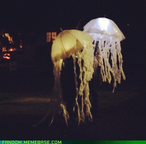 Jellyfish in My Neighborhood