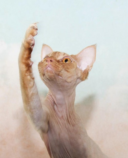 Cyoot Kitteh of teh Day: To Be or Not to Be...