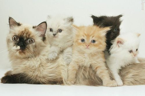 Cyoot Kittehs of teh Day: All Aboard the Mom Train!