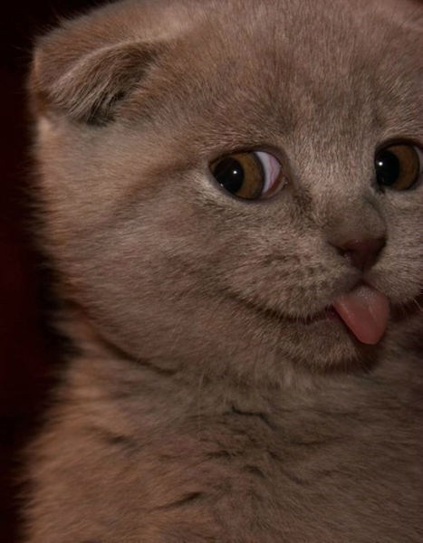 Cyoot Kitteh of teh Day: PPPPBBBBBSSSSTTTTTTTT!