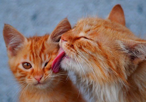 Cyoot Kittehs of teh Day: MOM.  STAHP.  STAHP, MOM.  MOM, STAHP!  STAHP!