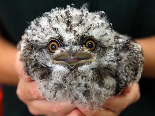 Tawny Frogmouth 