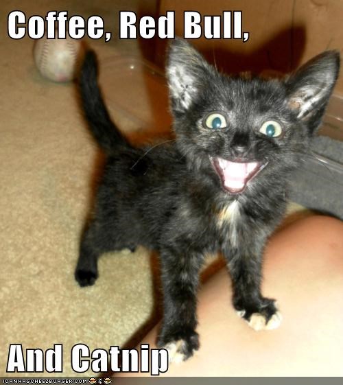 Coffee, Red Bull,   And Catnip
