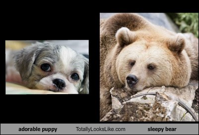 adorable puppy Totally Looks Like sleepy bear