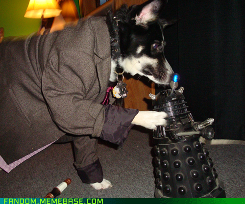 The Dogtor