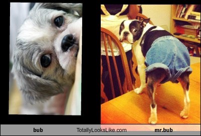 bub Totally Looks Like mr.bub