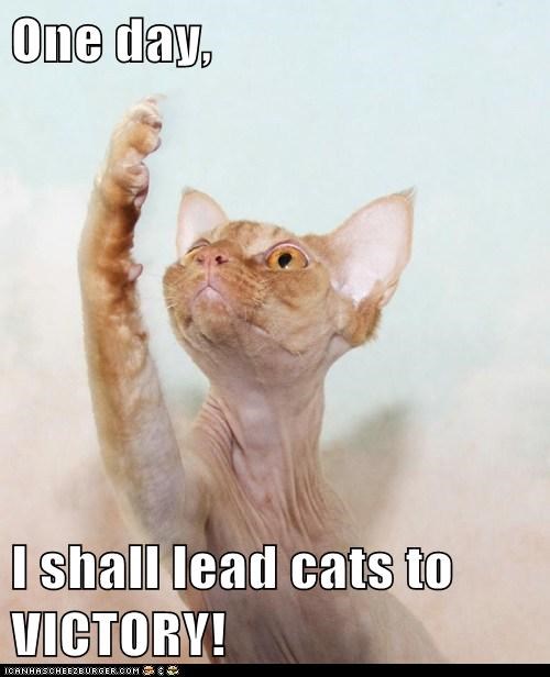 One day,  I shall lead cats to VICTORY!