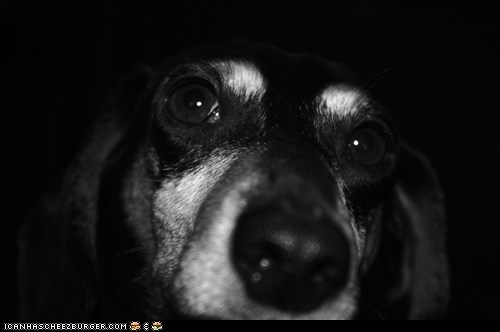 My weenie dog Fritzy:)