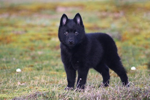 Goggie ob teh Week: Schipperke Wins! 