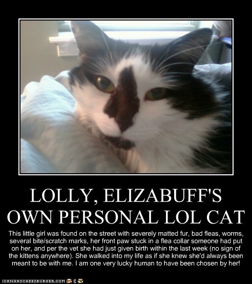 LOLLY, ELIZABUFF'S OWN PERSONAL LOL CAT