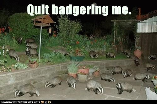Badger Badger Badger