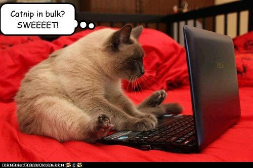 Kitty Treat.com...