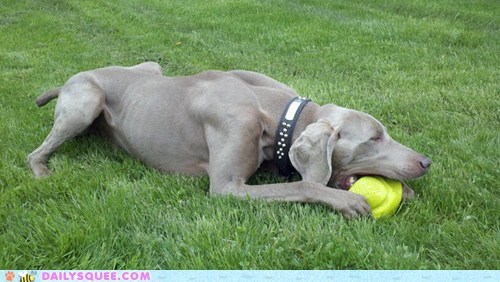 Reader Squee: New Ball