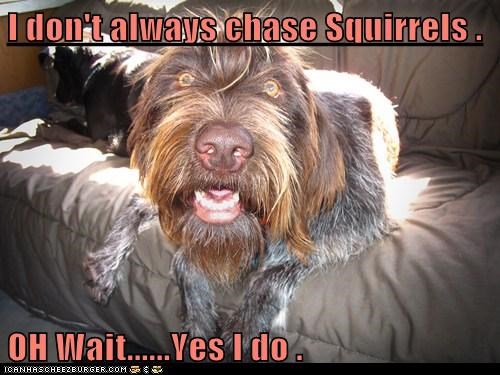 I don't always chase Squirrels .  OH Wait......Yes I do .
