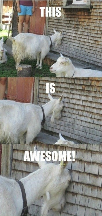 That Goat Knows How to Party Hard